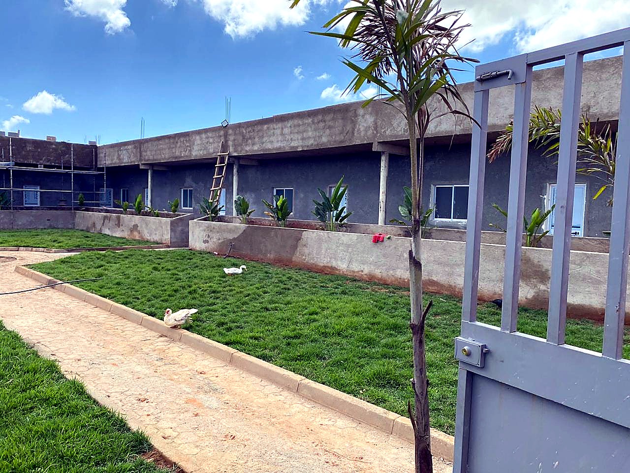 Regularização de pátio com caminho em blocos e jardim